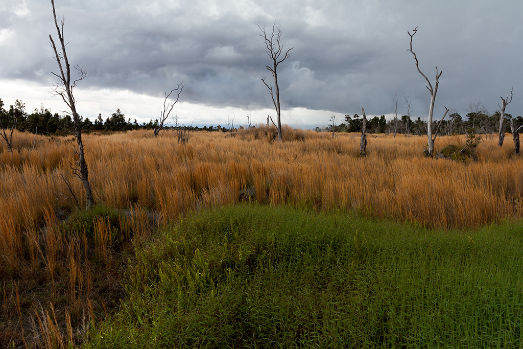 Hawaii - 043.jpg - Chain of Craters Road, Hawaii Volcanoes National Park